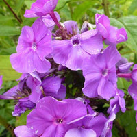 Vlambloem 'Amethyst' - Phlox paniculata amethyst - Heesters en vaste planten