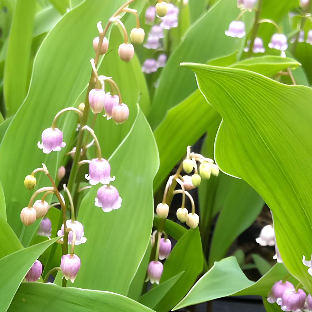 Lelietjes-van-Dalen Mix (x9) - Convallaria majalis - Heesters en vaste planten