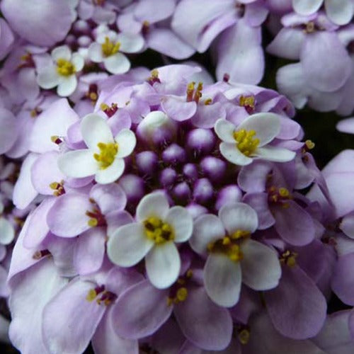 Scheefbloem 'Pink Ice' - Iberis sempervirens pink ice - Heesters en vaste planten