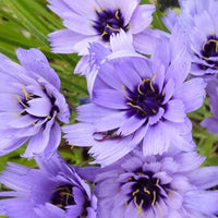 Blauwe strobloem - Catananche caerulea - Heesters en vaste planten