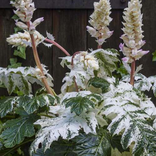 Stekelige berenklauw de Tasmanie Angel - Acanthus hybride tasmanian angel - Tuinplanten