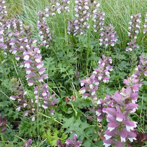 Stekelige berenklauw Mornings Candle - Acanthus mornings candle - Tuinplanten