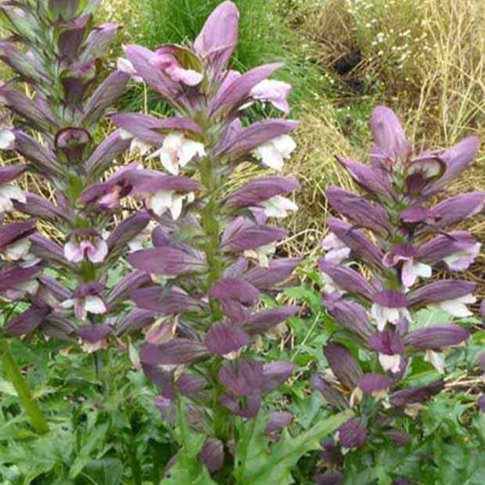 Doornige berenklauw - Acanthus spinosus - Tuinplanten