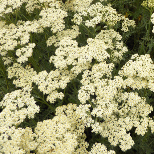 Duizendblads Alabasters (x3) - Achillea hybride alabaster - Tuinplanten