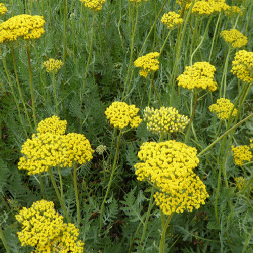 Duizendblad Coronation Gold - Achillea hybride coronation gold - Tuinplanten