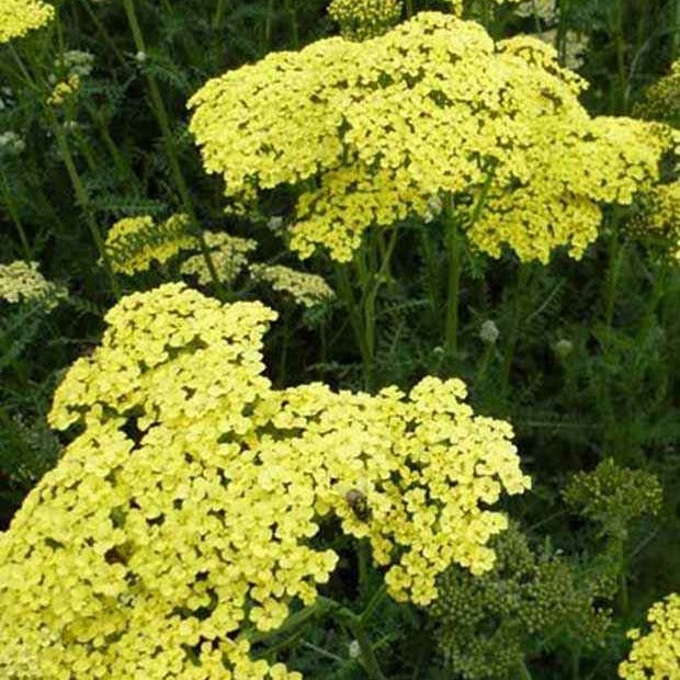 Duizendblad 'Credo' - Achillea hybride credo - Tuinplanten