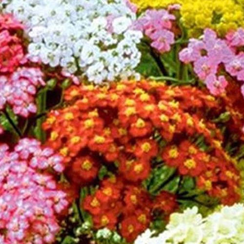 Duizendblad Summer Pastels - Bakker