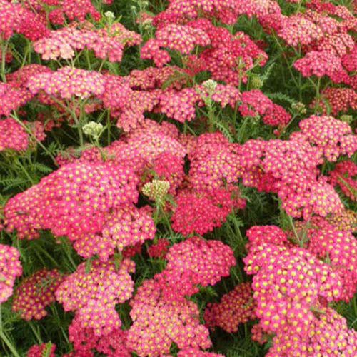 Duizendblad millefeuille Paprika - Achillea millefolium paprika - Tuinplanten