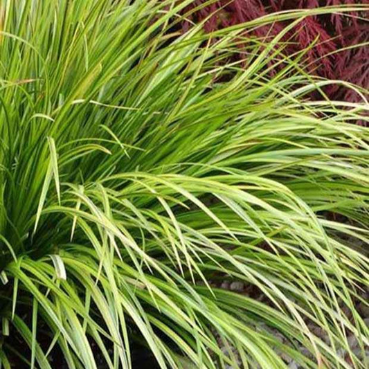 Japanse kalmoes 'Hakuro-Nishiki' - Bakker