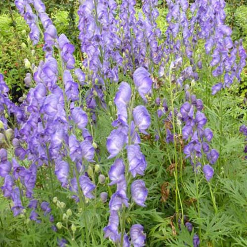 Monnikskap Casque de Jupiter - Aconitum napellus - Tuinplanten