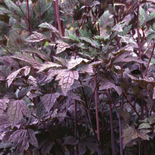 Actée simplex atropurpurea - Actaea simplex atropurpurea - Tuinplanten