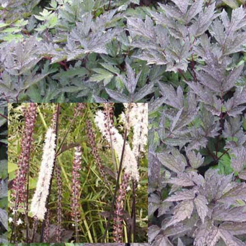 Christoffelkruid Brunette - Actaea simplex brunette - Tuinplanten