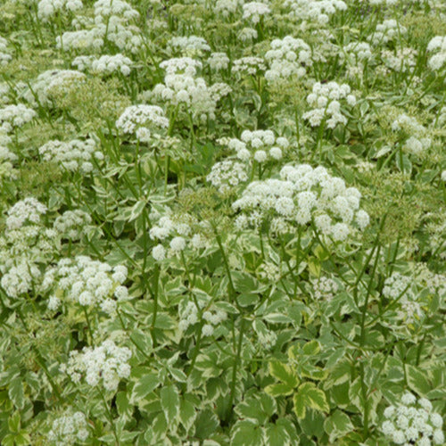 Herbe aux goutteux panachée - Aegopodium podograria variegatum - Tuinplanten