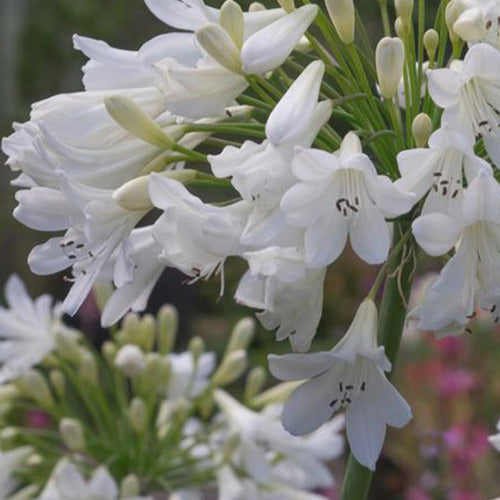 Afrikaanse lelie Artic Star - Agapanthus arctic star - Tuinplanten