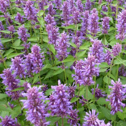 Anijsplant Blue Boa - Agastache blue boa - Tuinplanten