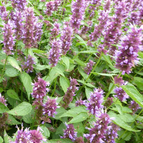 Anijsplant Beelicious Purple - Bakker
