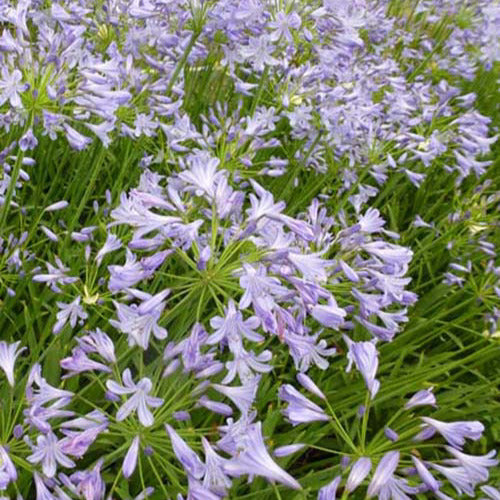 Afrikaanse lelie Doctor Brouwer - Agapanthus dr brouwer - Tuinplanten