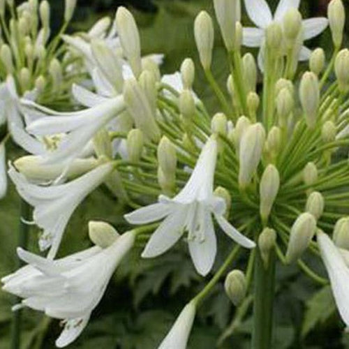 Afrikaanse lelie Headbourne White - Bakker