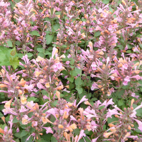 Dropplant 'Kudos Ambrosia' - Agastache kudos ambrosia - Tuinplanten