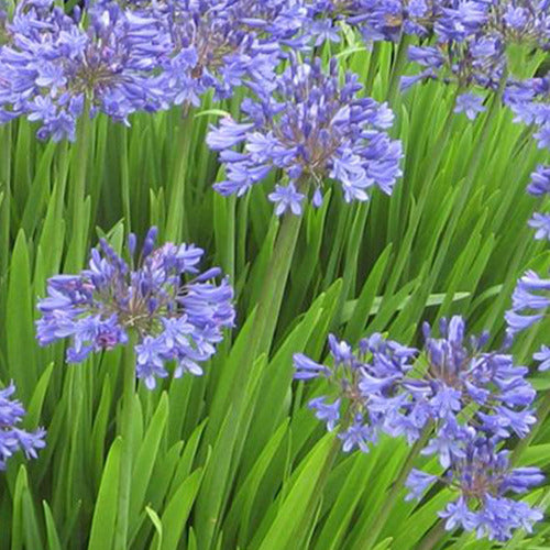 Afrikaanse lelie Peter Pan American - Agapanthus peter pan american - Tuinplanten