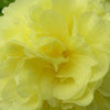 Stokroos dubbel geel (x3) - Alcea rosea chaters double group yellow - Tuinplanten