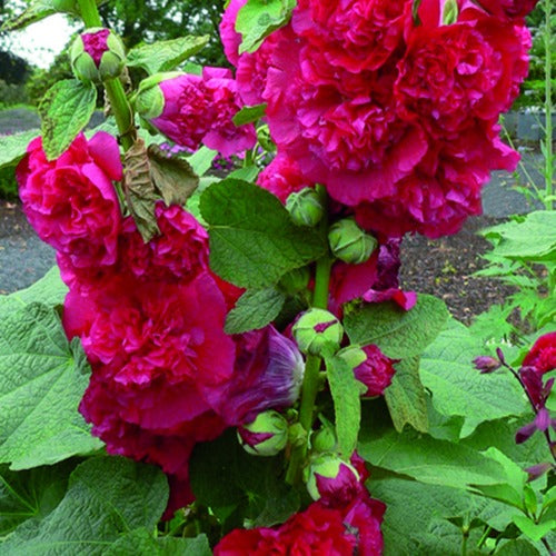 Stokroos dubbel rood (x3) - Alcea rosea chater's double rouge - Tuinplanten