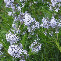 Blauwe ster hubrichtii - Bakker
