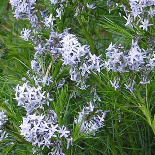 Blauwe ster hubrichtii - Amsonia hubrichtii - Tuinplanten