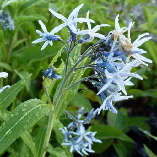 Blauwe ster - Amsonia tabernaemontana - Tuinplanten