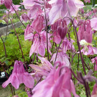 Aquilegia vulgaris heidi - Akelei Heidi - Akelei