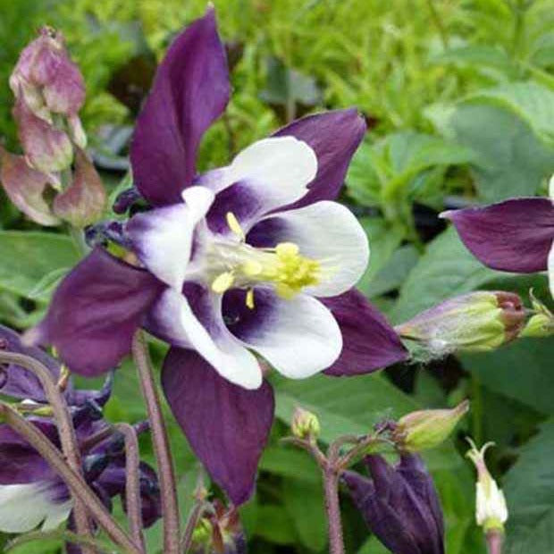 Akelei 'William Guiness' - Aquilegia vulgaris william guiness - Tuinplanten