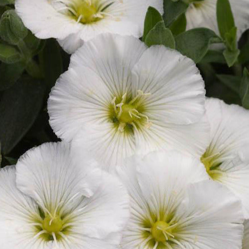 Zandkruid 'Mont Blanc' - Arenaria montana mont blanc - Tuinplanten