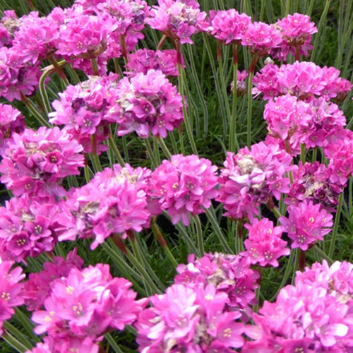 Engels gras Düsseldorfer Stolz Armeria - Bakker
