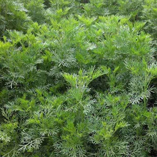 Citroenblad - Artemisia abrotanum - Tuinplanten