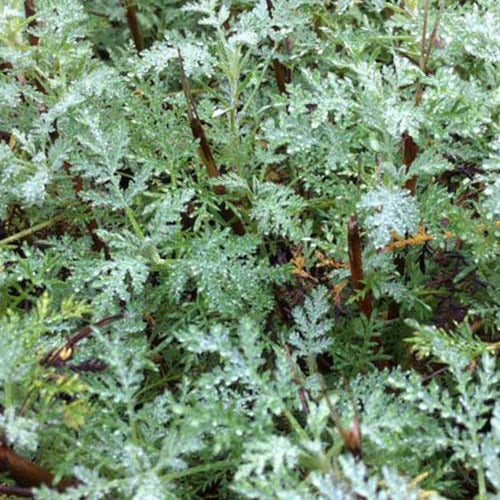 Citroenblad 'Aurone Courson' - Artemisia abrotanum courson - Tuinplanten