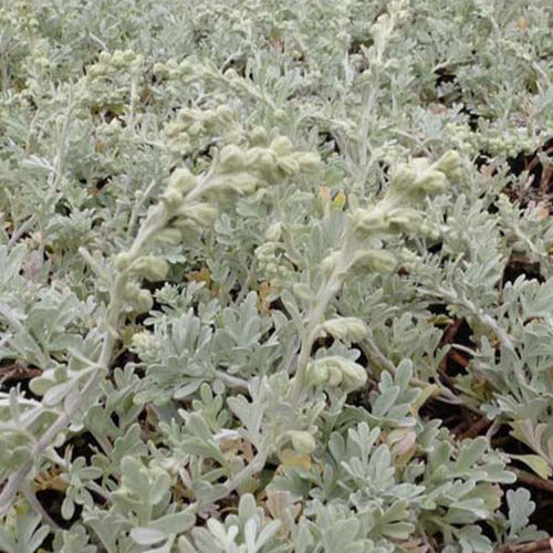 Alsem Broughton Silver (x3) - Artemisia stelleriana boughton silver - Tuinplanten