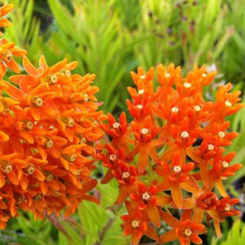 Zijdeplant - Asclepia tuberosa - Tuinplanten