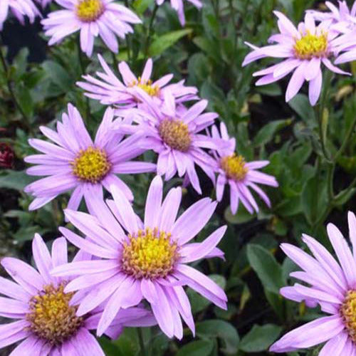 Aster Rosa Erfüllung Oeil de Christ (x3) - Aster amellus rosa erfüllung - Tuinplanten