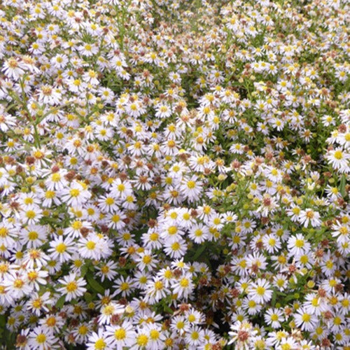 Aster Erlkönig (x3) - Aster ericoides erlkönig - Tuinplanten