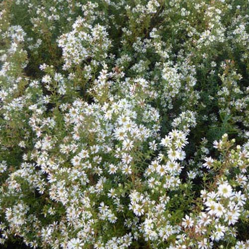 Aster Schneetanne (x3) - Bakker