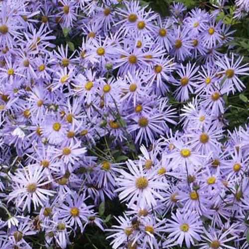 Aster Frikart Mönch (x3) - Aster frikartii mönch - Tuinplanten