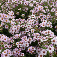 Aster Kylie - Bakker