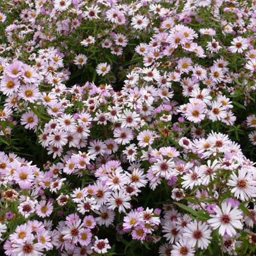 Aster Kylie - Bakker
