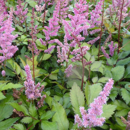 Pluimspirea Maggie Daley - Bakker