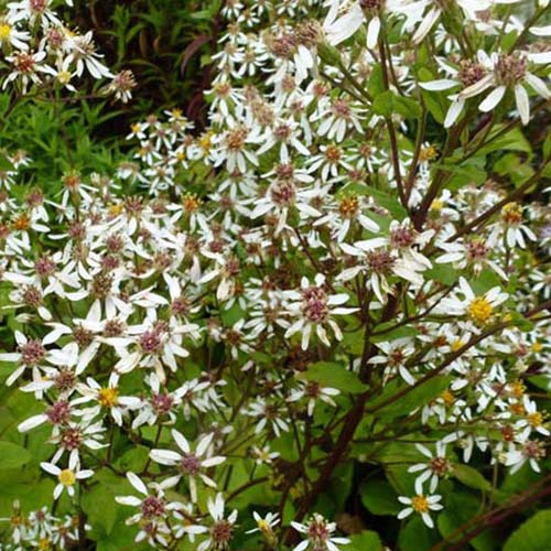 Aster Albus (x3) - Aster macrophyllus albus - Tuinplanten