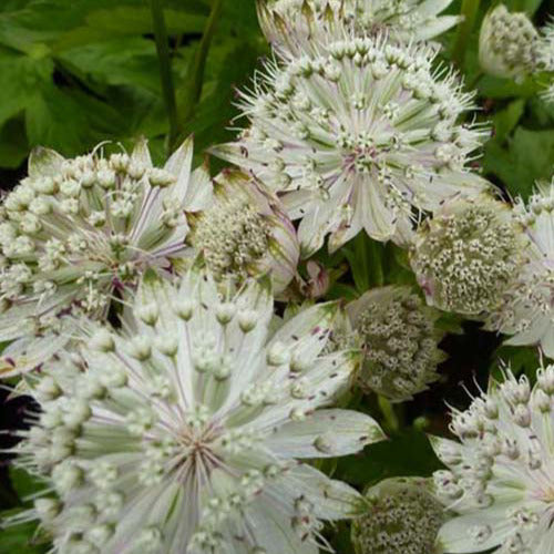 Zeeuws knoopje Shaggy - Astrantia major shaggy - Tuinplanten