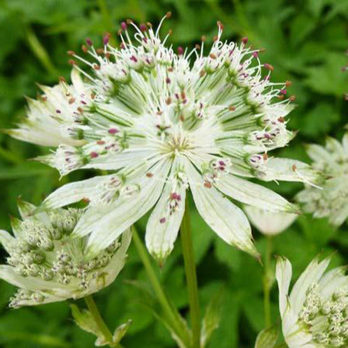 Zeeuws knoopje Snow Star - Astrantia major snow star - Tuinplanten