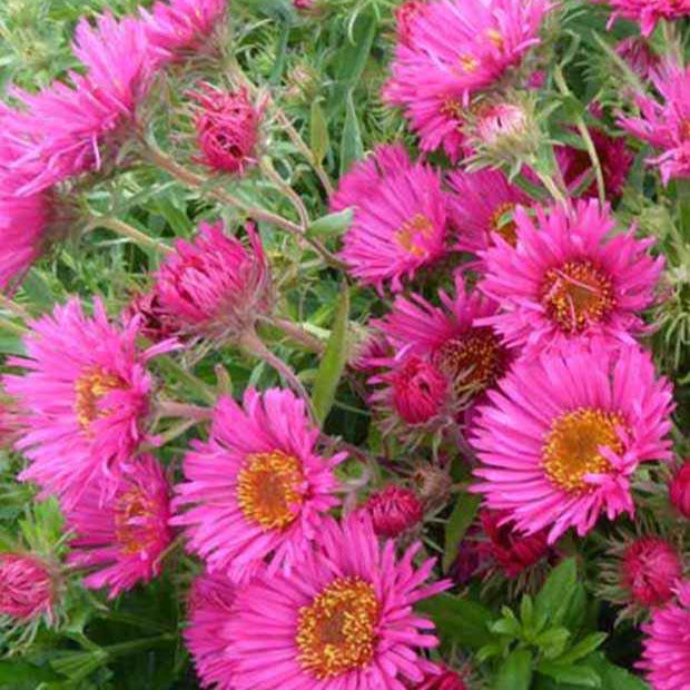 Aster 'Andenken an Alma Potschke' (x3) - Aster novae-angliae andenken an alma pötschke - Tuinplanten