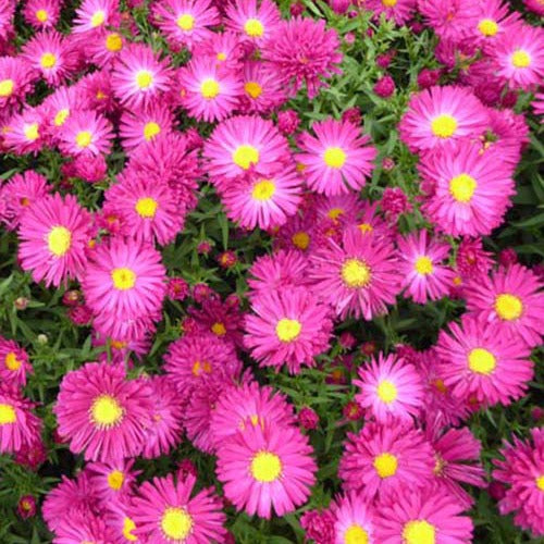 Aster Crimson Brocade (x3) - Aster novi-belgii crimson brocade - Tuinplanten