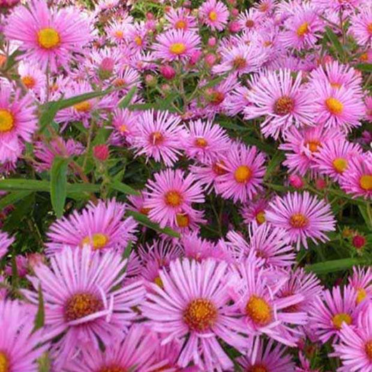 Aster 'Rudelsburg' (x3) - Aster novae-angliae rudelsburg - Tuinplanten